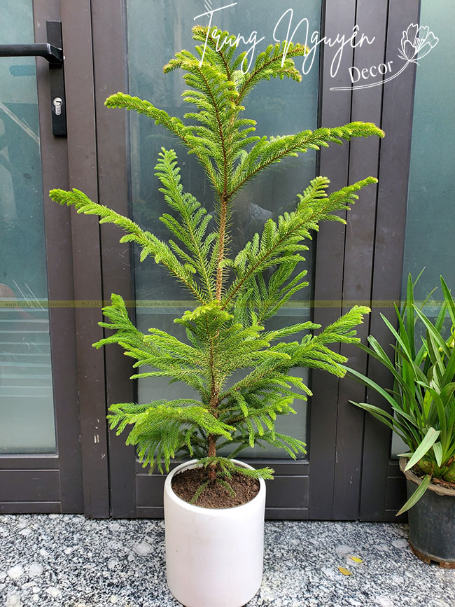 Cây Tùng Bách Tán Nhỏ Gallery 2