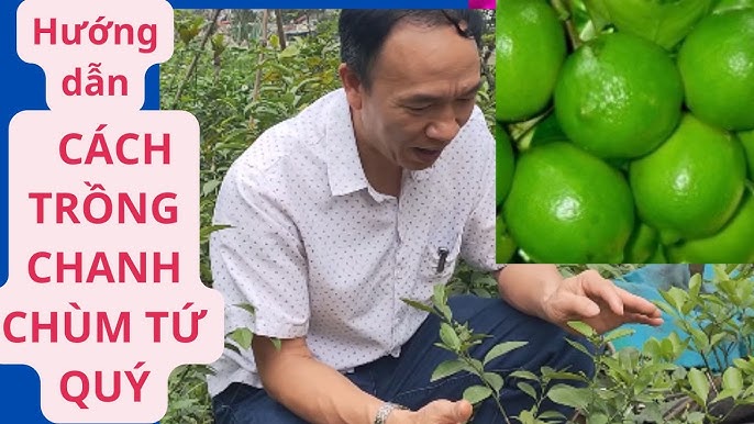 Giống Chanh Tứ Quý: Đặc điểm, cách trồng và chăm sóc Gallery 2
