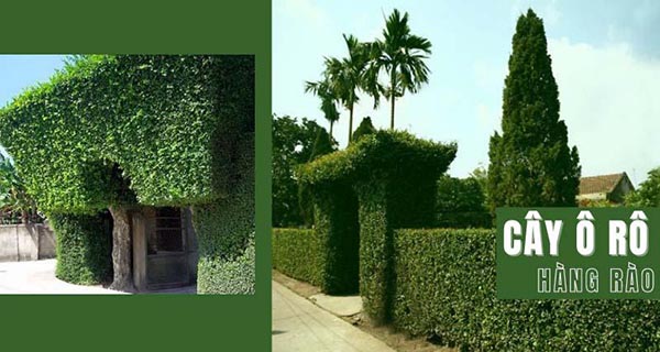 Hàng Rào Cây Ô Rô: Lựa Chọn Hoàn Hảo Cho Không Gian Xanh Gallery 2