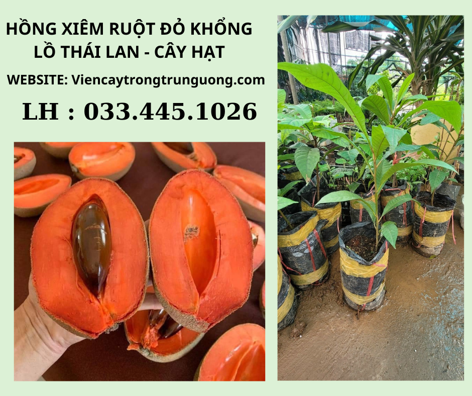 Hồng Xiêm Khổng Lồ Gallery 2
