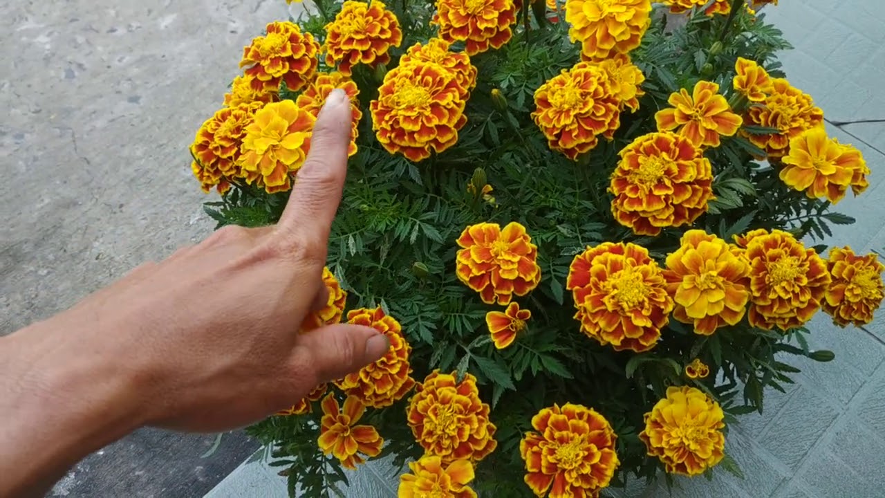 Mai Cúc Vạn Thọ: Đặc Điểm, Cách Trồng Và Chăm Sóc Gallery 2