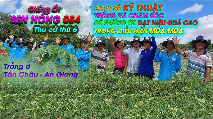 Giống Ớt Sen Hồng Gallery 2