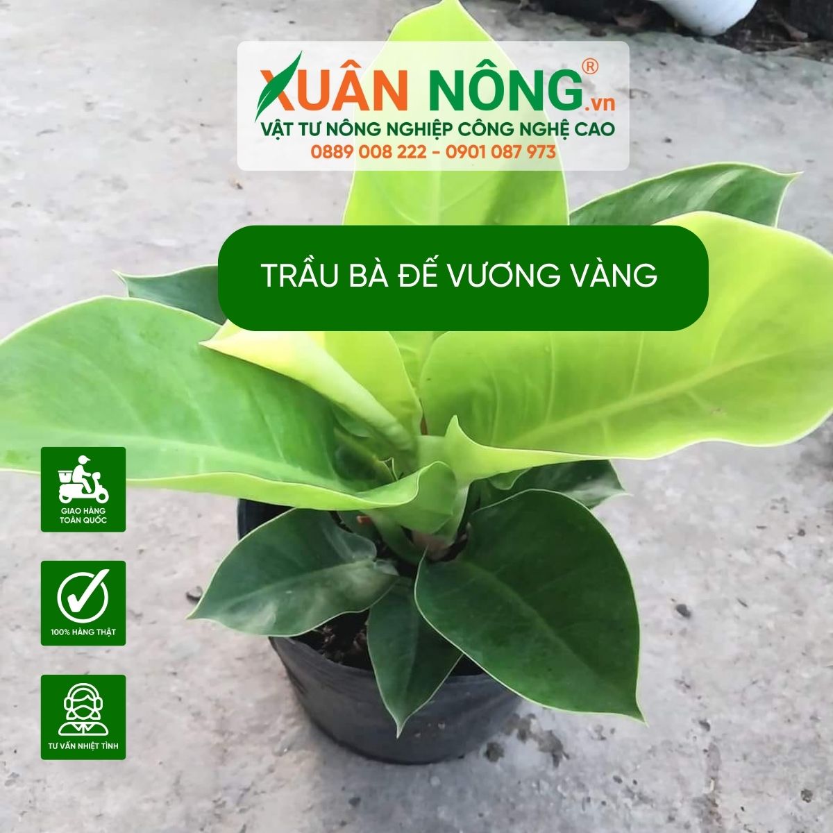 Trầu Bà Đế Vương Vàng Gallery 2