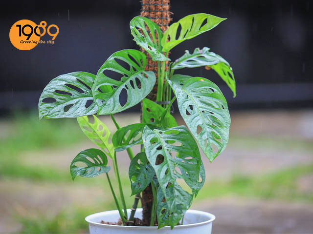 Trầu Bà Lá Lỗ Gallery 2