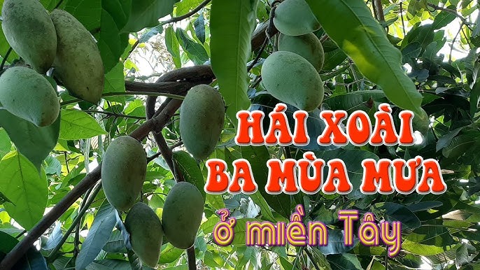 Xoài Ba Mùa Mưa Gallery 2