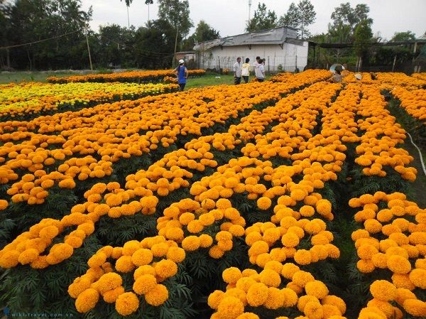 Cách Trồng Vạn Thọ Tết Đơn Giản, Hiệu Quả