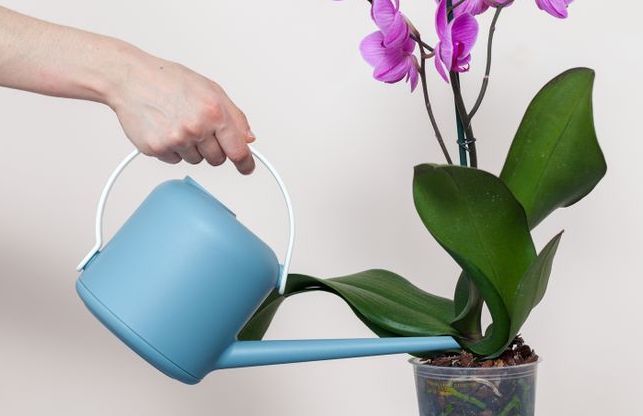 Cách Tưới Nước Cho Lan Hồ Điệp