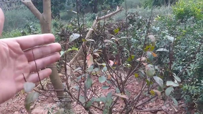 Cách Tuốt Lá Nhất Chi Mai Gallery 2