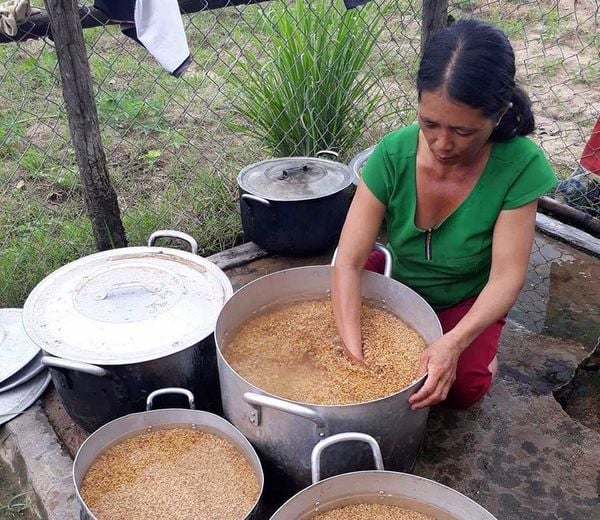 Cách ủ lúa lên mầm nhanh nhất