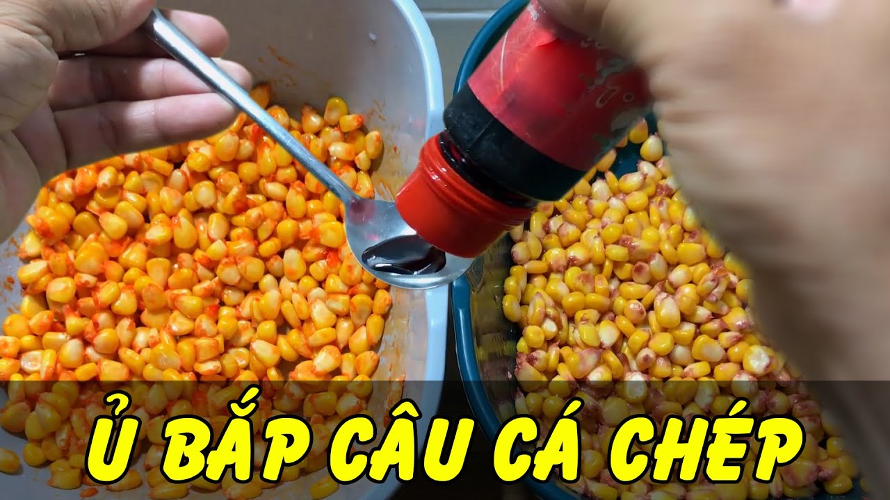 Cách Ủ Ngô Câu Cá Chép Hiệu Quả Nhất