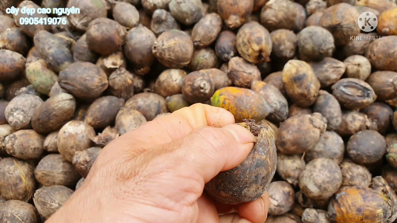Cách Ươm Giống Cau Hiệu Quả