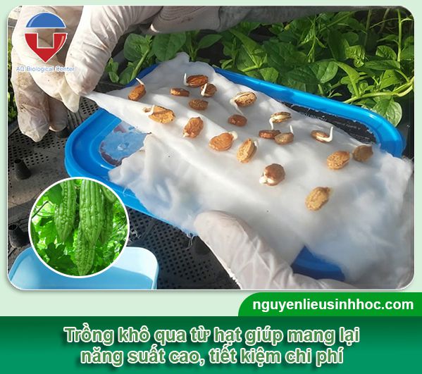 Cách Ươm Hạt Khổ Qua Hiệu Quả Nhất