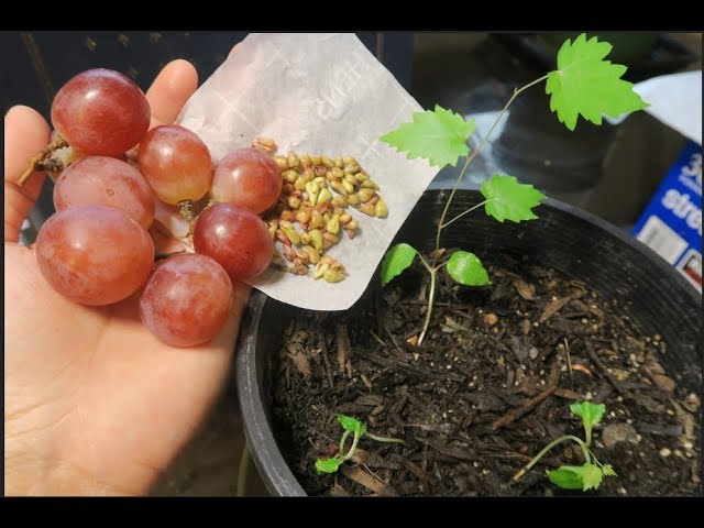 Cách ươm hạt nho