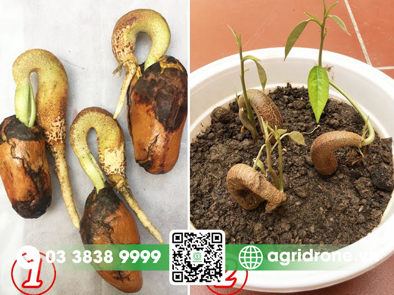 Cách Ươm Hạt Sầu Riêng Hiệu Quả