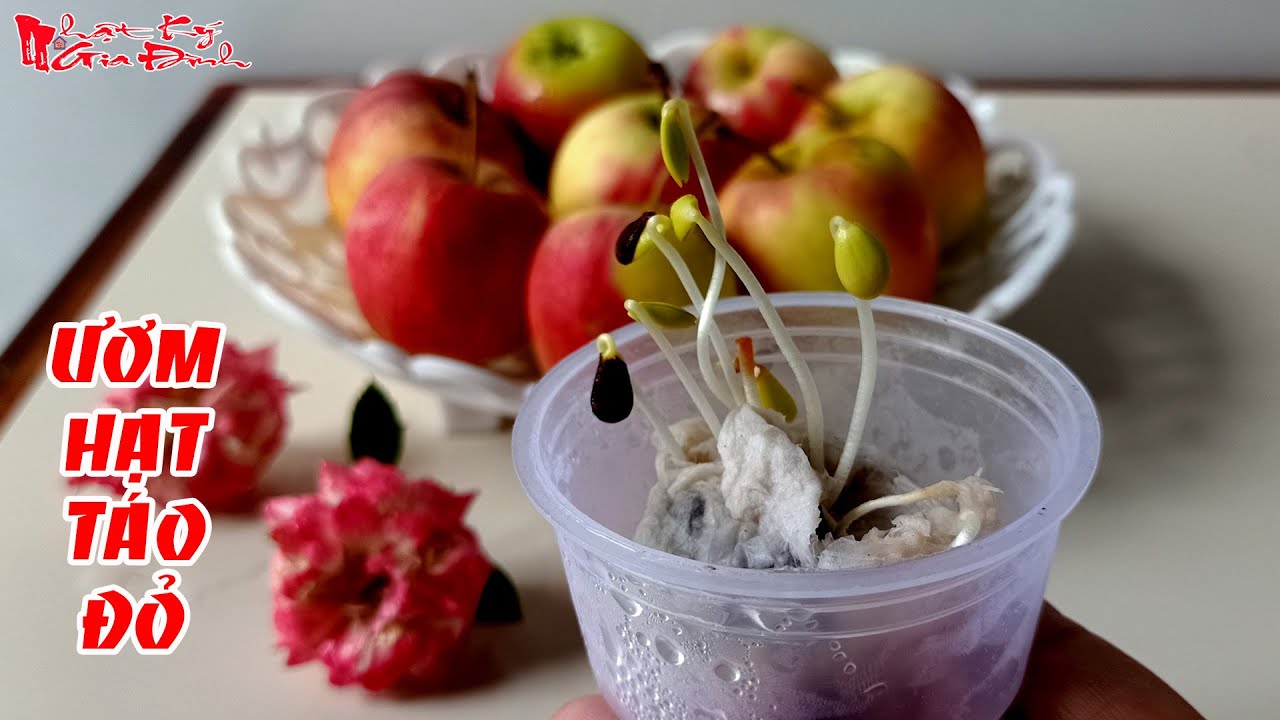 Cách Ươm Hạt Táo Tàu