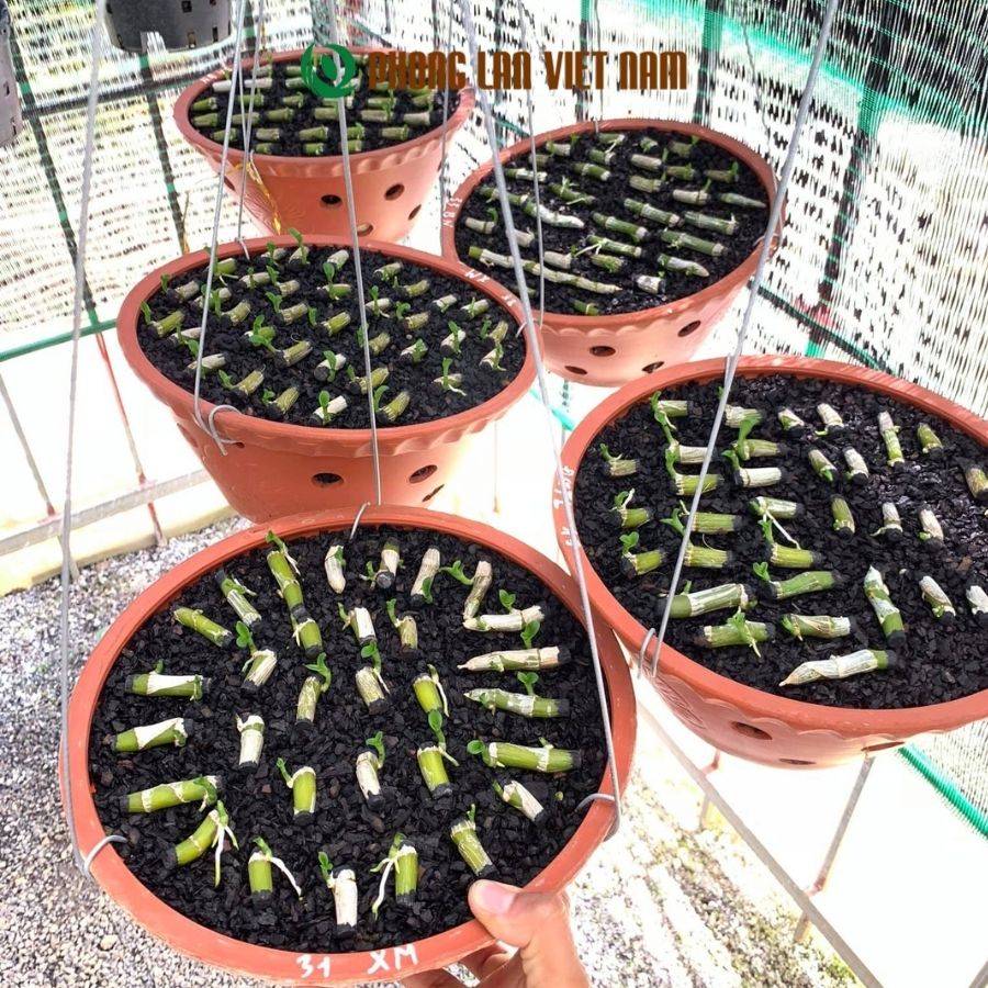 Cách Ươm Giống Lan Hiệu Quả