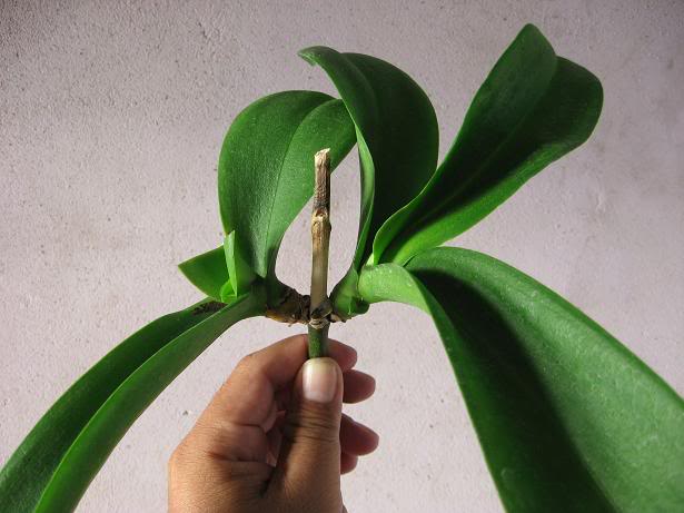 Cách Ươm Lan Hồ Điệp Hiệu Quả Nhất