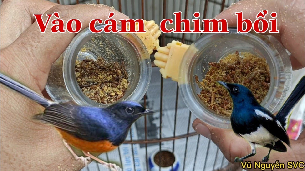 Cách Vào Cám Cho Chòe Lửa