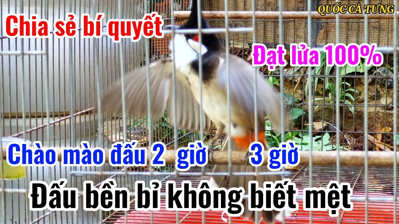 Cách Vào Lửa Cho Chào Mào Hiệu Quả