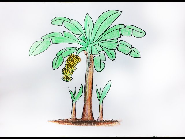 Cách Vẽ Cây Chuối