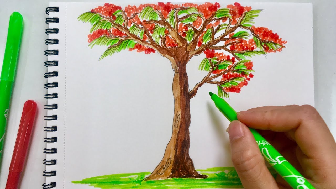 Cách Vẽ Cây Phượng