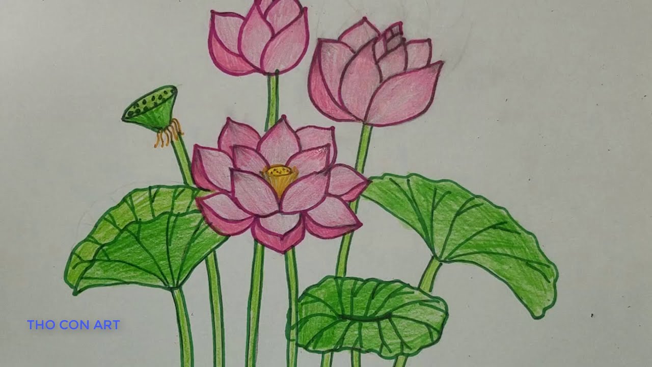 Cách Vẽ Đầm Sen