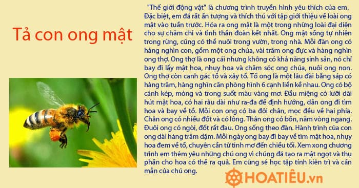 Tả Con Vật Trên Truyền Hình Lớp 4 Ngắn Gọn Gallery 2