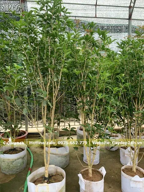 Cây Mộc Hương Có Ưa Nắng Không? Gallery 2
