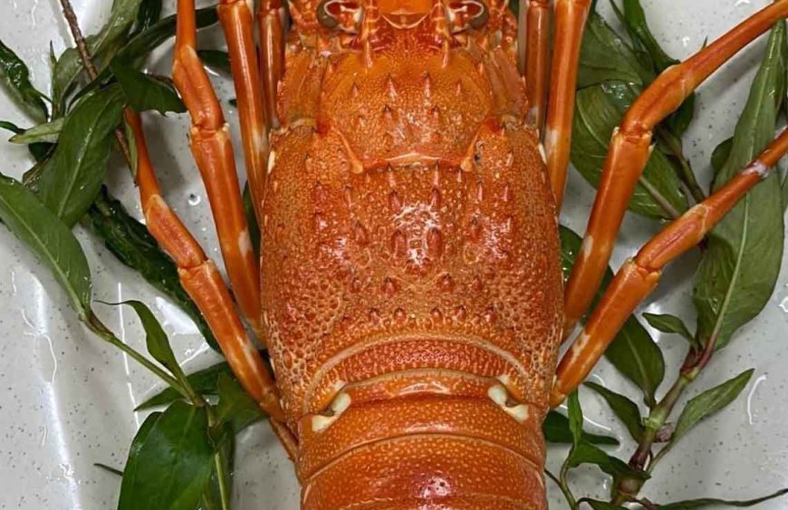 Tôm Hùm Hấp Bao Lâu? Gallery 1