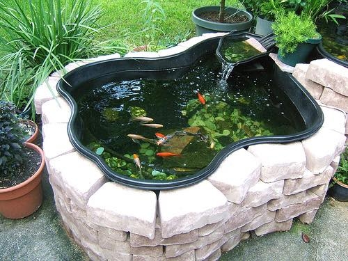 Bể Xi Măng Nuôi Cá Cảnh: Hướng Dẫn Chi Tiết và Lợi Ích Gallery 2