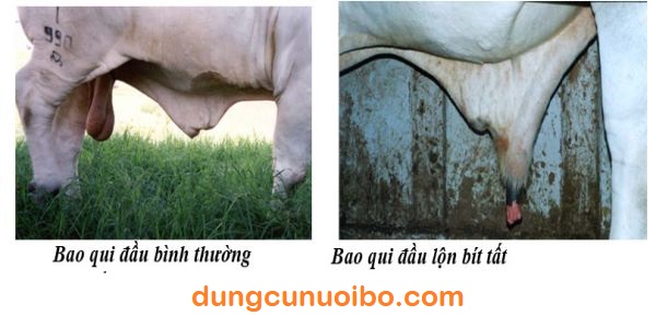 Xem Bò Đê Gallery 2