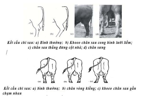 Xem Bò Đê Gallery 1