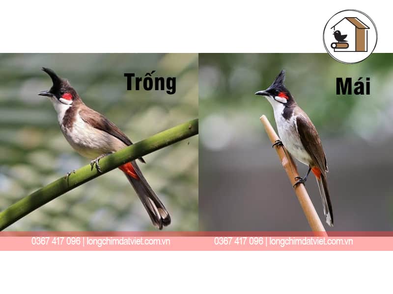 Xem Chim Chào Mào: Hướng Dẫn Chi Tiết Cho Người Mới Bắt Đầu Gallery 2
