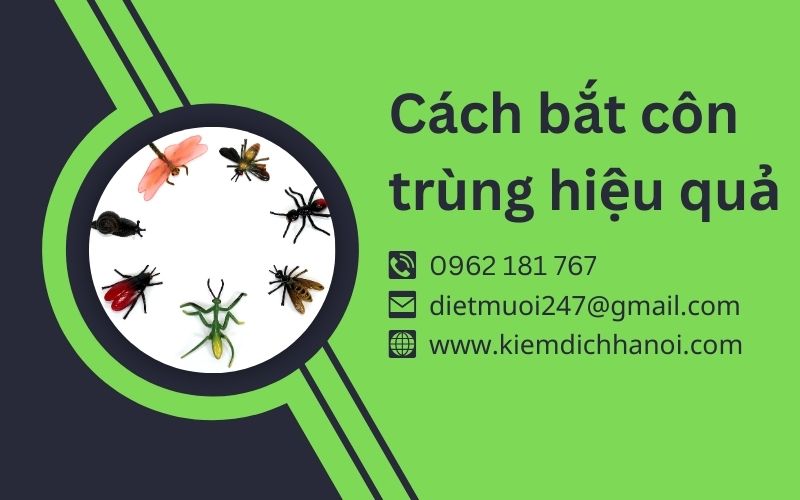 Côn Trùng Màu Xanh Lá Trong Nhà: Nhận Biết và Diệt Trừ Gallery 2