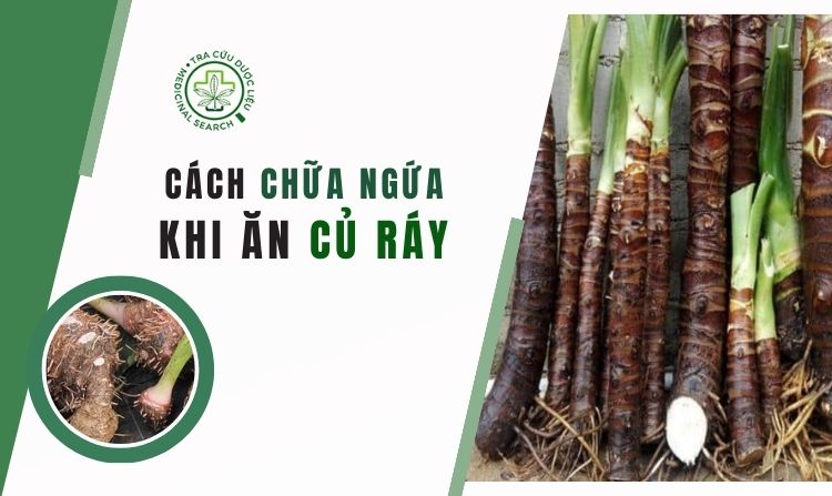 Cách xử lý khi ăn phải củ ráy