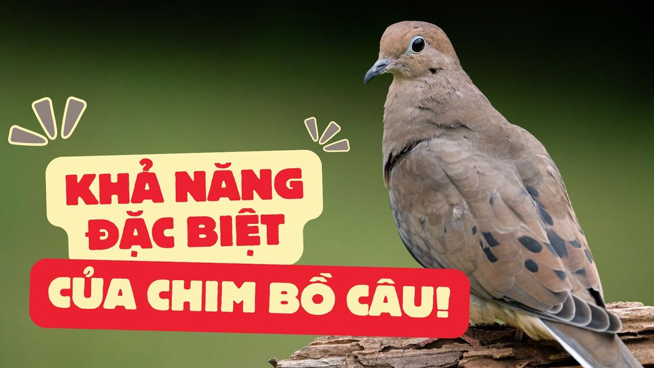 Bồ Câu Đến Nhà Ở: Dấu Hiệu Và Cách Xử Lý Gallery 2