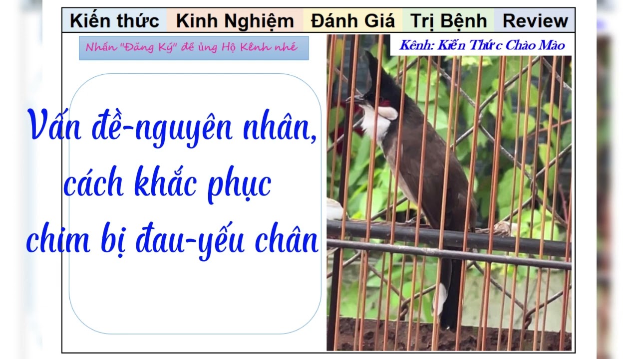 Chào mào bị đau chân Gallery 2