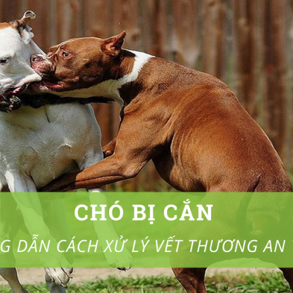 Chó mẹ cắn chó con: Nguyên nhân và cách xử lý Gallery 2