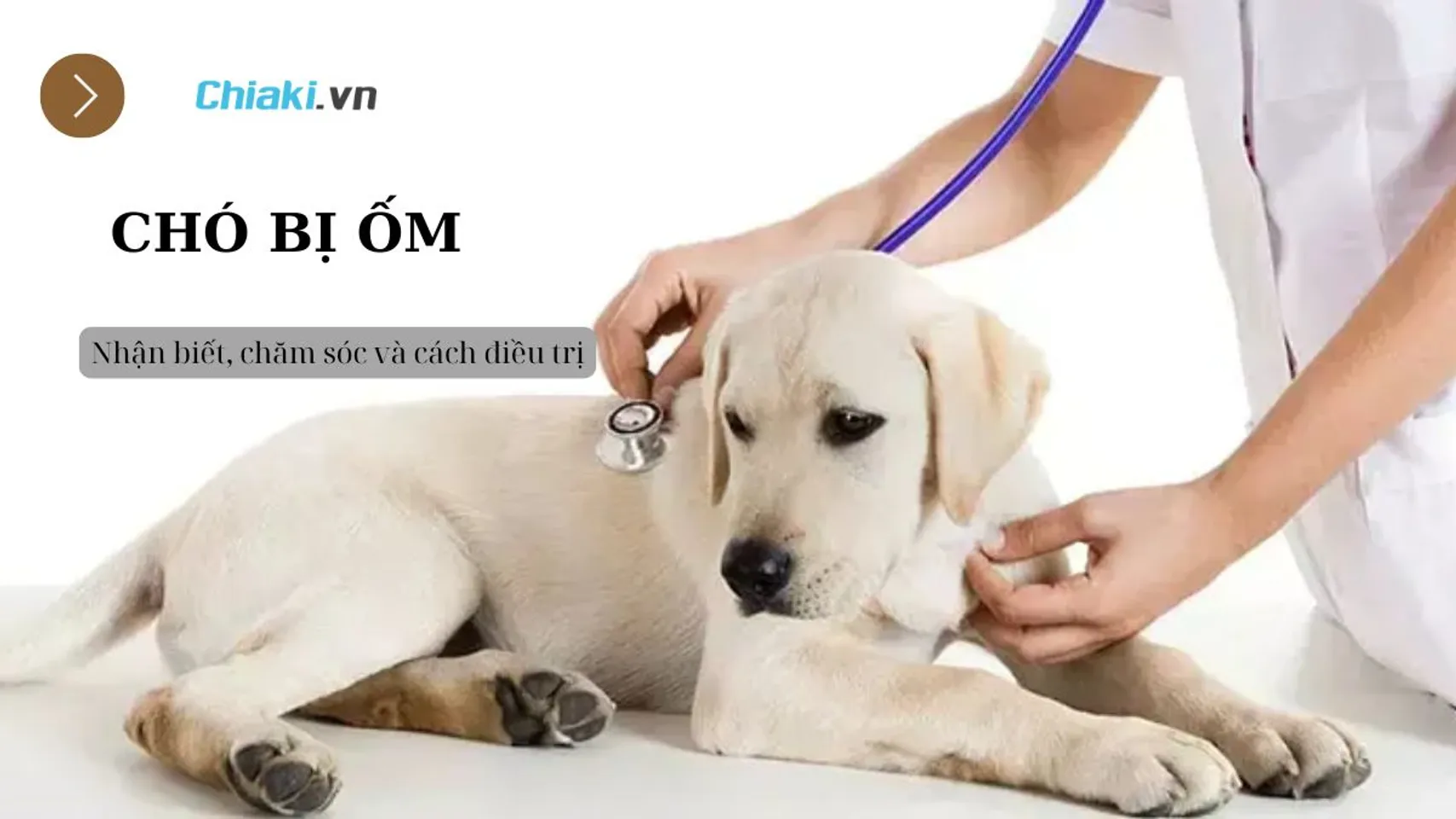 Chó ốm thì phải làm sao? Gallery 2