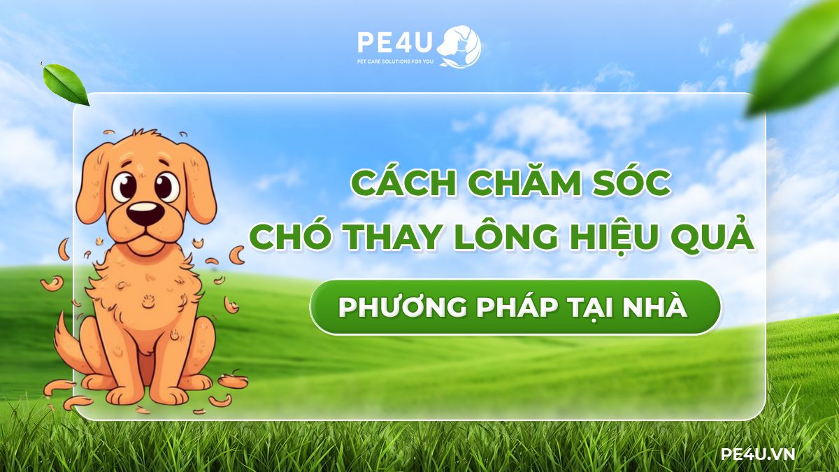 Chó Thay Lông Đổi Màu: Nguyên Nhân và Cách Xử Lý Gallery 2