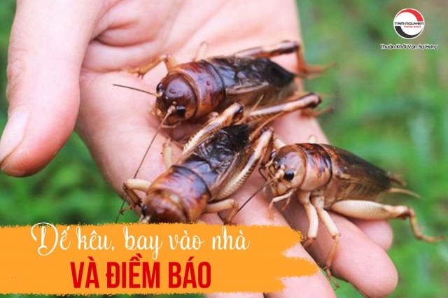Dế mèn kêu trong nhà: Điềm báo gì? Nguyên nhân và cách xử lý Gallery 2