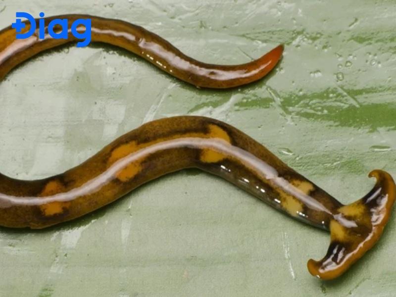 Sên Đầu Búa Có Độc Không? Gallery 2