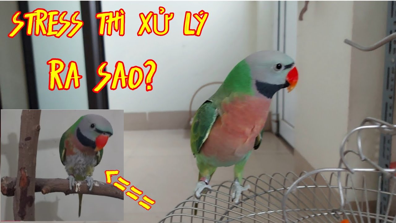 Vẹt bị xù lông: Nguyên nhân và cách xử lý Gallery 2