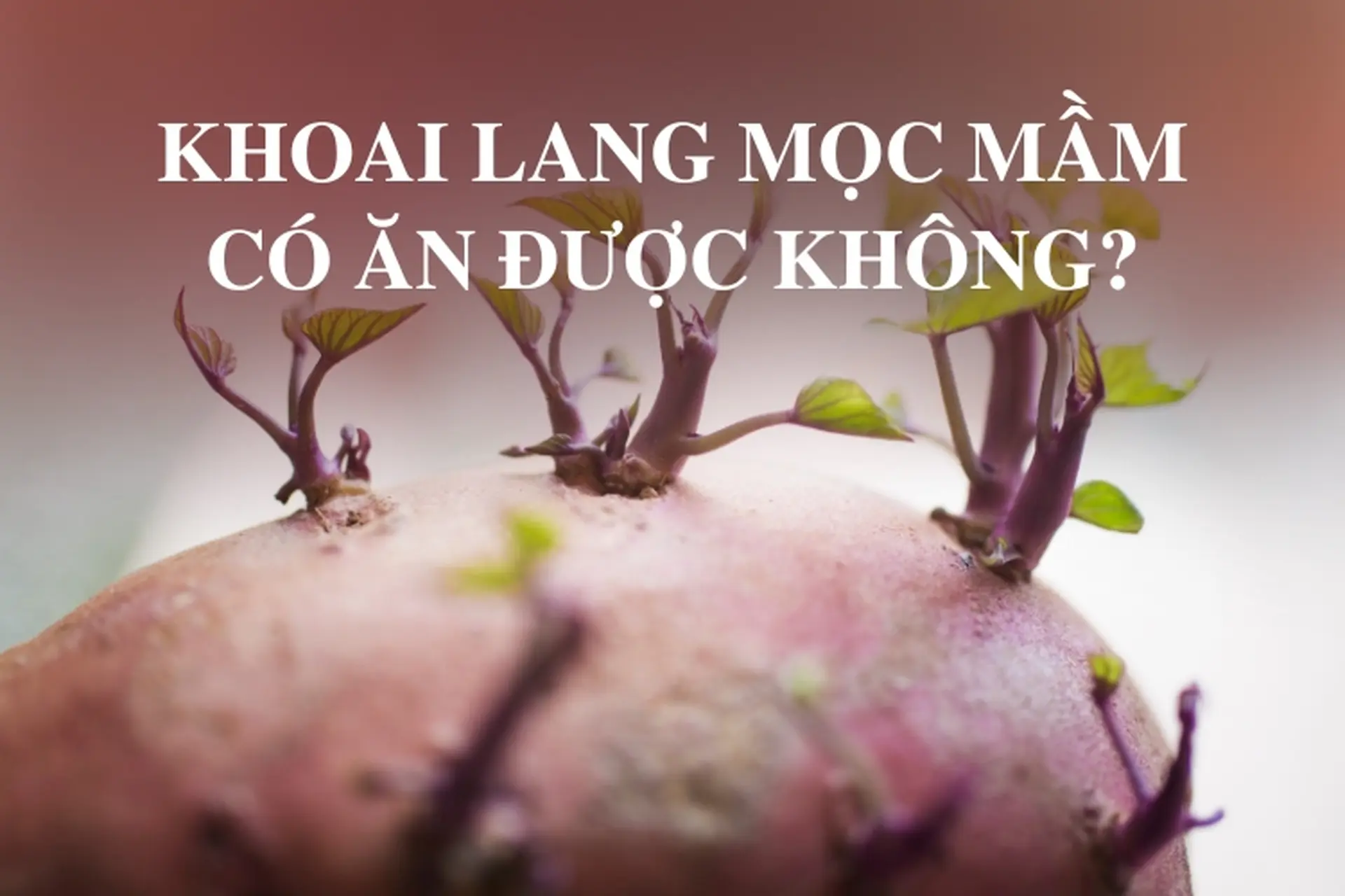 Khoai Lang Nảy Mầm Có Ăn Được Không? Gallery 2