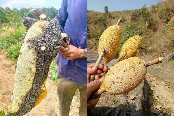Ong Ruồi Làm Tổ Trên Cây Trước Nhà: Nên Làm Gì? Gallery 2