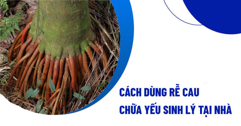 Rễ Cau Mọc Ngược Gallery 2