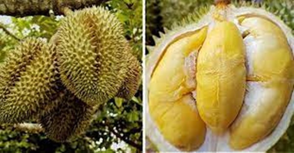 Sầu riêng chưa chín đã bổ phải làm sao? Gallery 1
