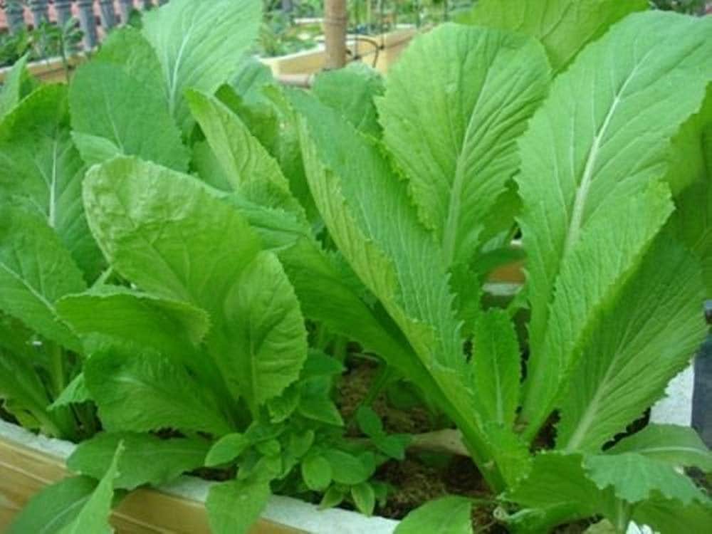 Vietnamese Water Spinach