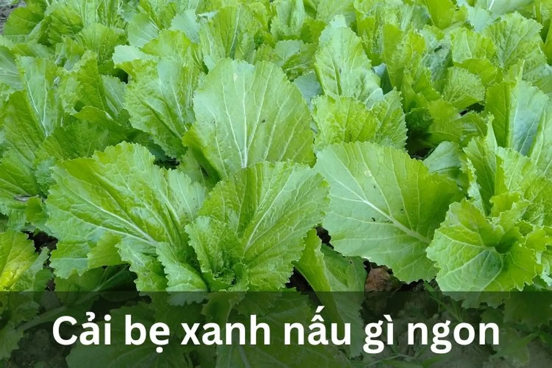 Cải bẹ xanh nấu gì ngon? Gallery 2