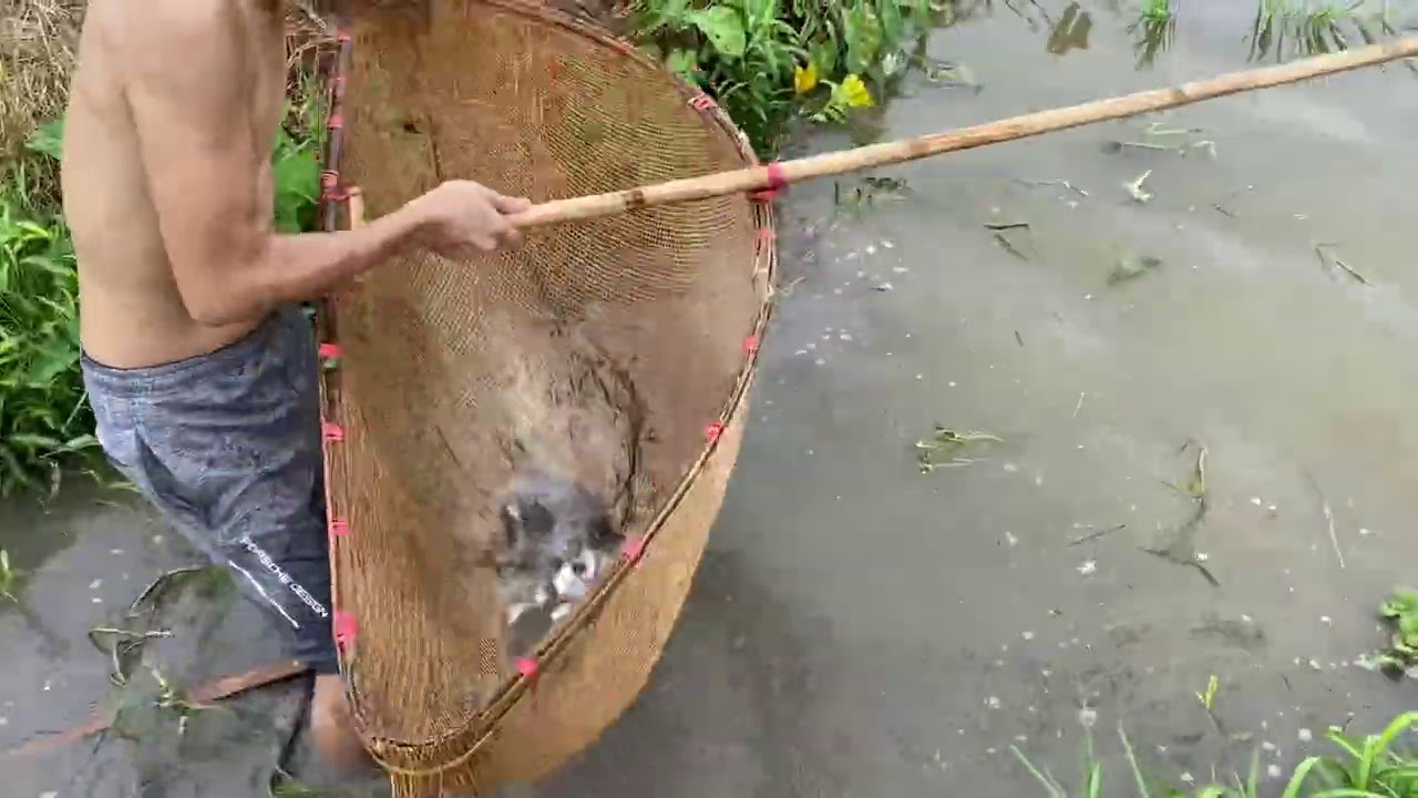 Cái Dậm Bắt Cá